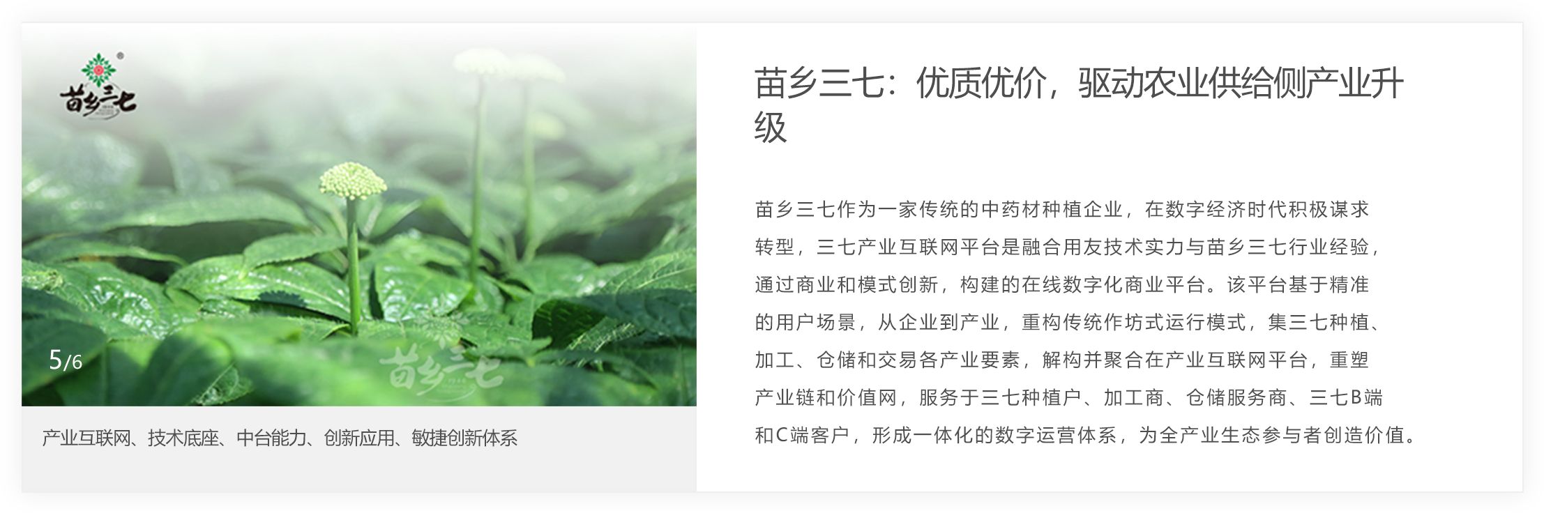 苗乡三七